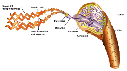 Keratin in the hair structure